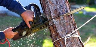 Best Stump Grinding and Removal  in Woodlake, CA