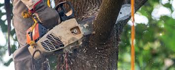 Best Soil Testing and Treatment  in Woodlake, CA