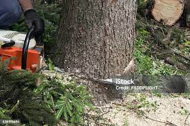 Best Fruit Tree Pruning  in Woodlake, CA