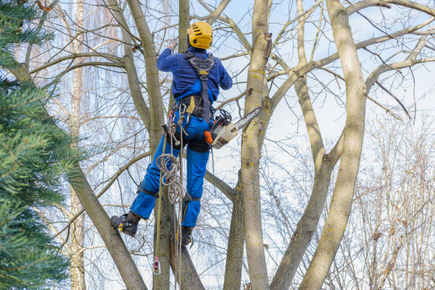 Best Tree Mulching  in Woodlake, CA