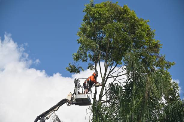 Best Root Management and Removal  in Woodlake, CA