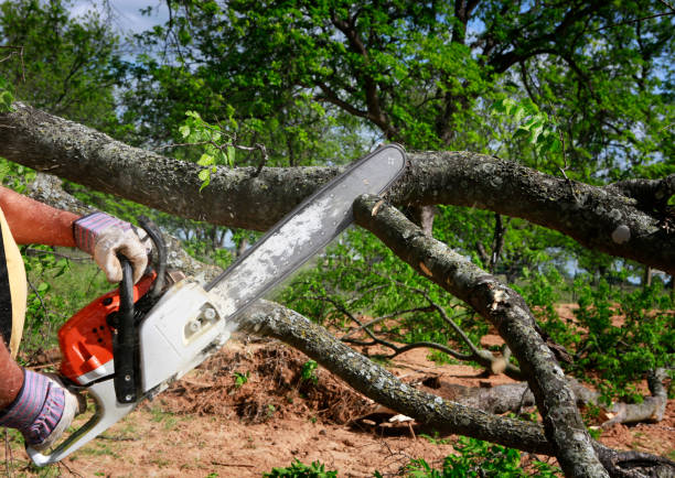 Professional Tree Care in Woodlake, CA