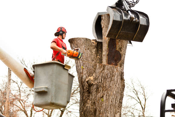 Best Palm Tree Trimming  in Woodlake, CA